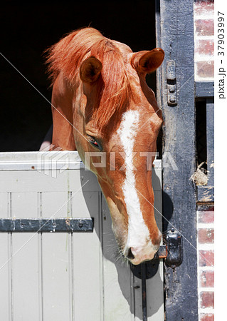 Chestnut Horse with a large head markings in head 37903997