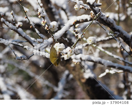 雪の白梅とメジロ 37904108