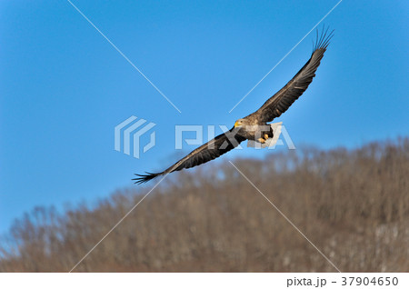 オジロワシ 37904650