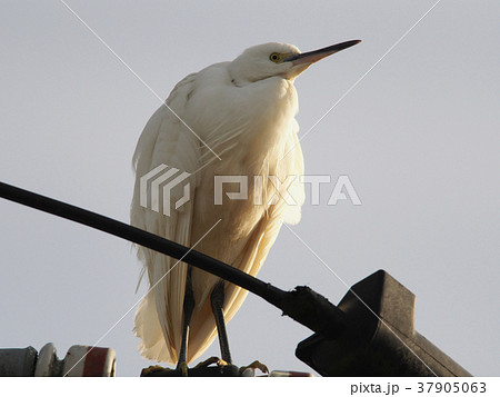 電柱で休む白鷺の写真素材 [37905063] - PIXTA