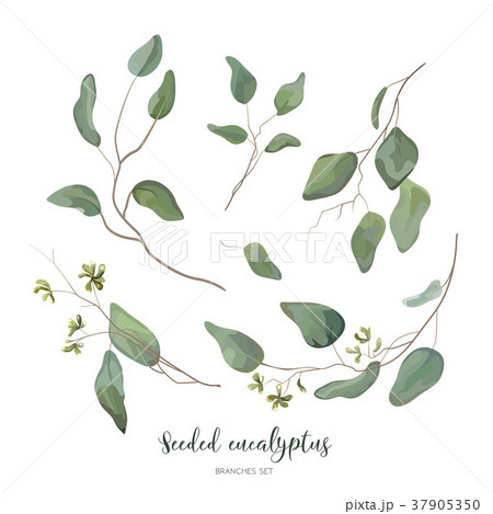 Eucalyptus seeded silver green designer elements Eucalyptus seeded silver green designer elements 37905350