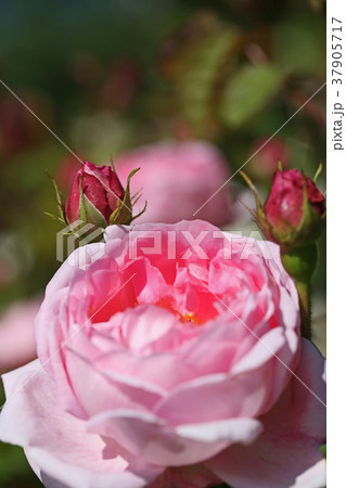 クリアピンクが美しいバラ 37905717
