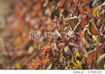 Autumn colors on dry grass 8128. 37906345