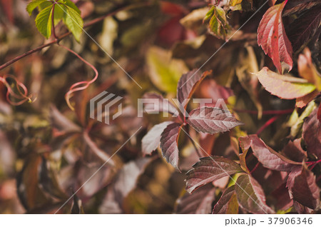 Autumn colors on dry grass 8129. Autumn colors on dry grass 8129. 37906346