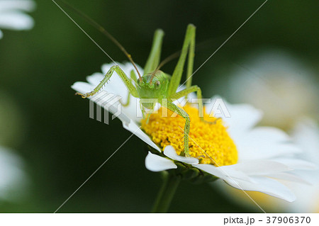 バッタと白い花 37906370