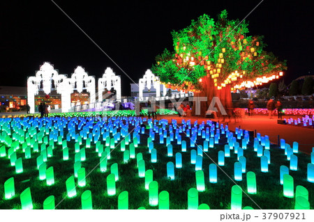ラグーナイルミネーション　光の草原 37907921
