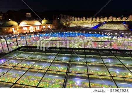 ラグーナイルミネーション フラワーラグーンの写真素材