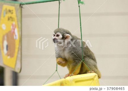 大牟田市動物園　リスサル、 37908465