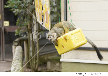 大牟田市動物園　リスサル、 37908466