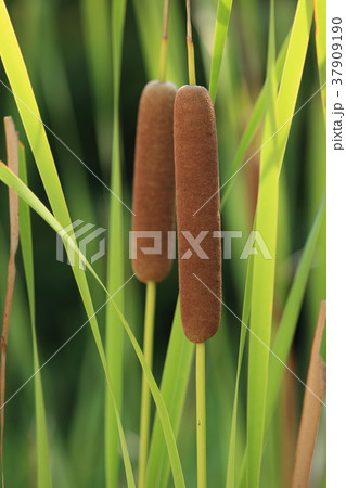 ヒメガマ 37909190
