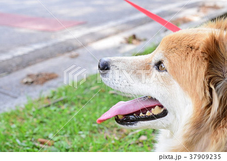 舌を出す犬の写真素材