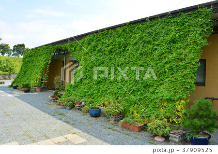 緑のカーテン 37909525