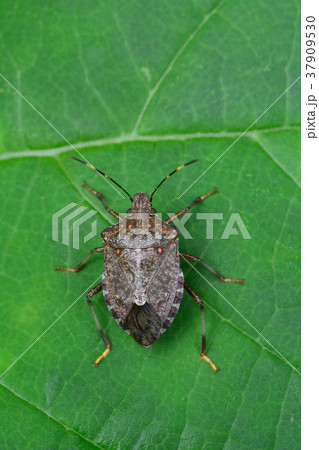 クサギカメムシ 37909530