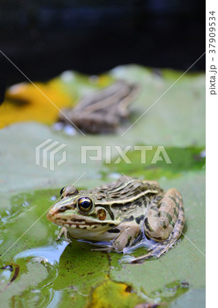 トノサマガエル 37909534