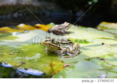 トノサマガエル トノサマガエル 37909535