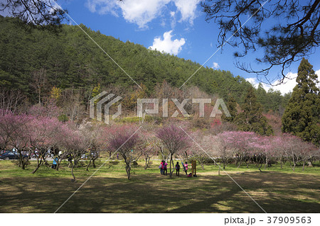 花 フラワー お花 37909563