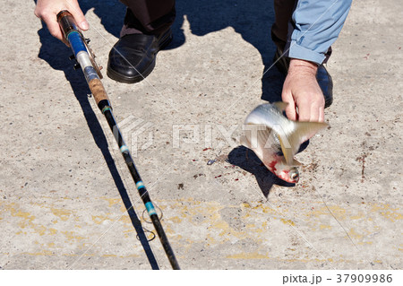 Fisherman caught mullet at sea 37909986