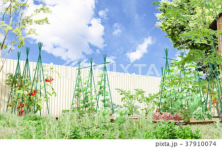 菜園_4 菜園_4 37910074