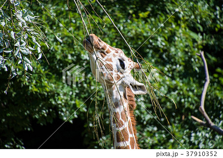 食事中のキリン 37910352