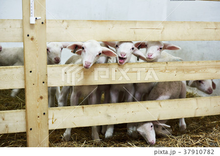 Lambs in pen on farm Lambs in pen on farm 37910782