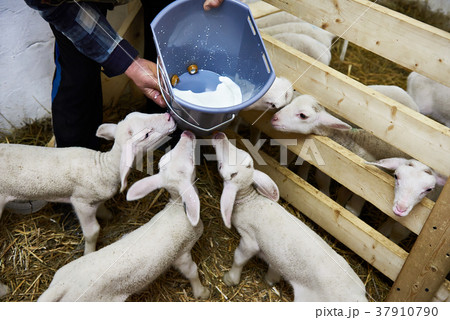Lambs drinking milk from bucket on farm Lambs drinking milk from bucket on farm 37910790