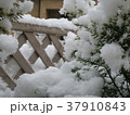 庭先の雪 37910843