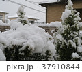 庭先の雪 37910844