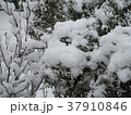 庭先の雪 37910846