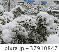 庭先の雪 37910847