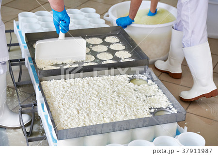 Filling molds for production of soft cheese 37911987