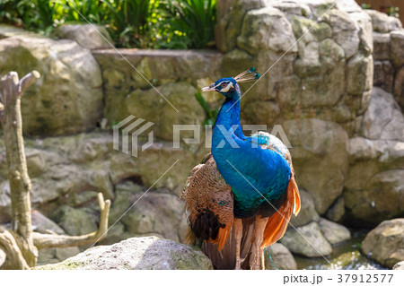 indian blue peafowl indian blue peafowl 37912577