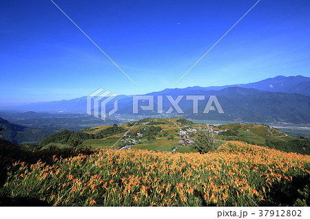 花蓮 ニッコウキスゲ キスゲ 37912802
