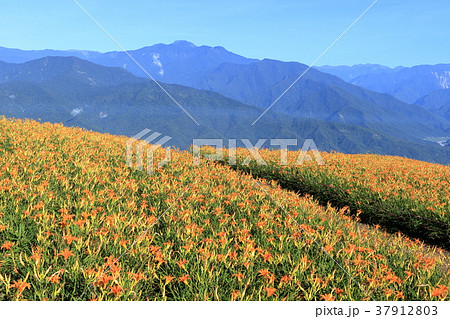 花蓮 ニッコウキスゲ キスゲ 37912803