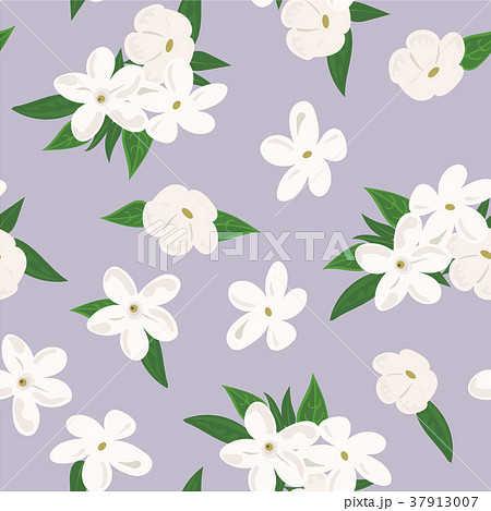 Vector Seamless Pattern With Jasmine Flowers Onのイラスト素材