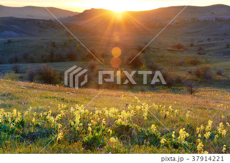Field of yellow flowers with mountains 37914221