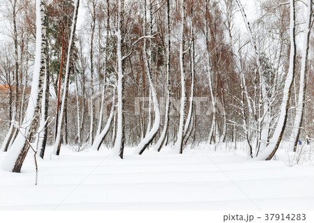 Winter forest with white trees 37914283