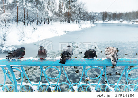 Group of pigeons 37914284