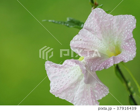 野生のアサガオ 白花 野生のアサガオ 白花 37916439