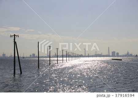 冬の江川海岸にて 冬の江川海岸にて 37916594
