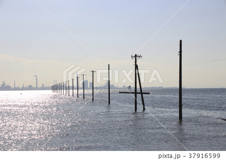 冬の江川海岸にて 冬の江川海岸にて 37916599