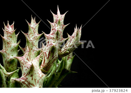 Closeup of Cactus Huernia on black background Closeup of Cactus Huernia on black background 37923624