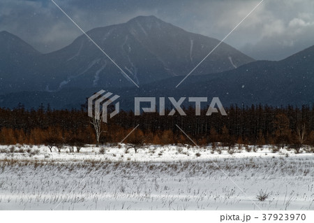 厳冬の小田代原の貴婦人のシラカバと太郎山 37923970