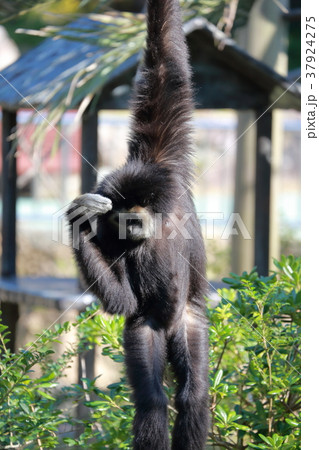 シロテテナガザル シロテテナガザル 37924275