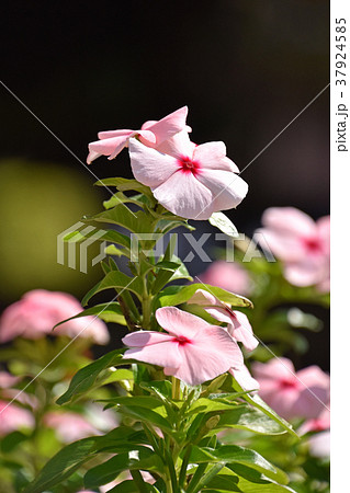 ニチニチソウ（日々草） 37924585