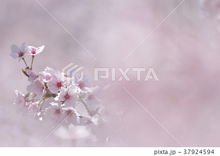 桜 桜 37924594