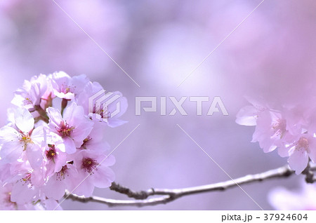 桜 37924604