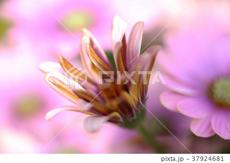 花をマクロ撮影　Macro shot of Flowers 37924681