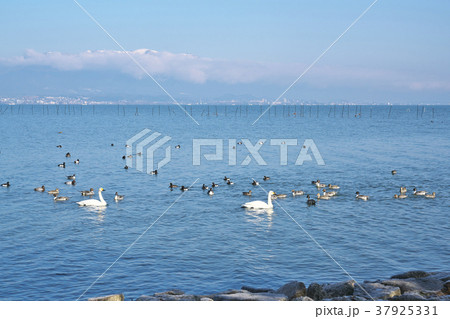 琵琶湖のコハクチョウ 琵琶湖のコハクチョウ 37925331