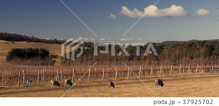 Sheep on the farm during the day.â€¨ 37925702