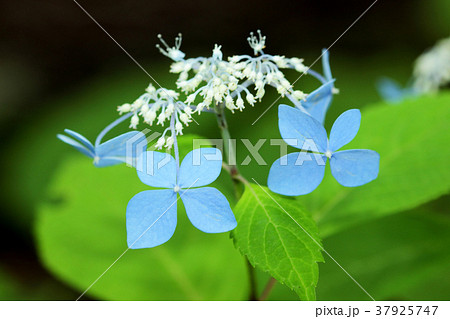 エゾアジサイの装飾化　福島県只見町 37925747